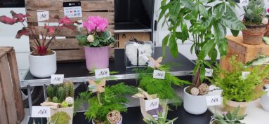 🪴Créa’lice 💐